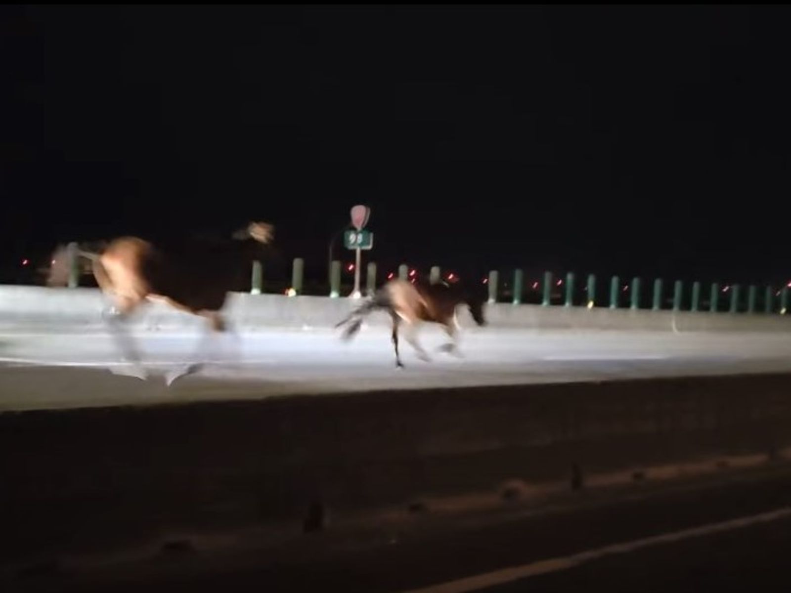 台61線驚見「馬匹闖入」! 轎車閃避不及馬慘被撞飛亡