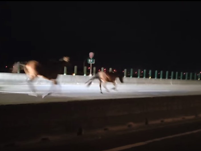 台61線西濱快速道路苗栗後龍路段昨（13）日傍晚發生馬匹闖入事故。（翻攝自臉書社團後龍大小事）