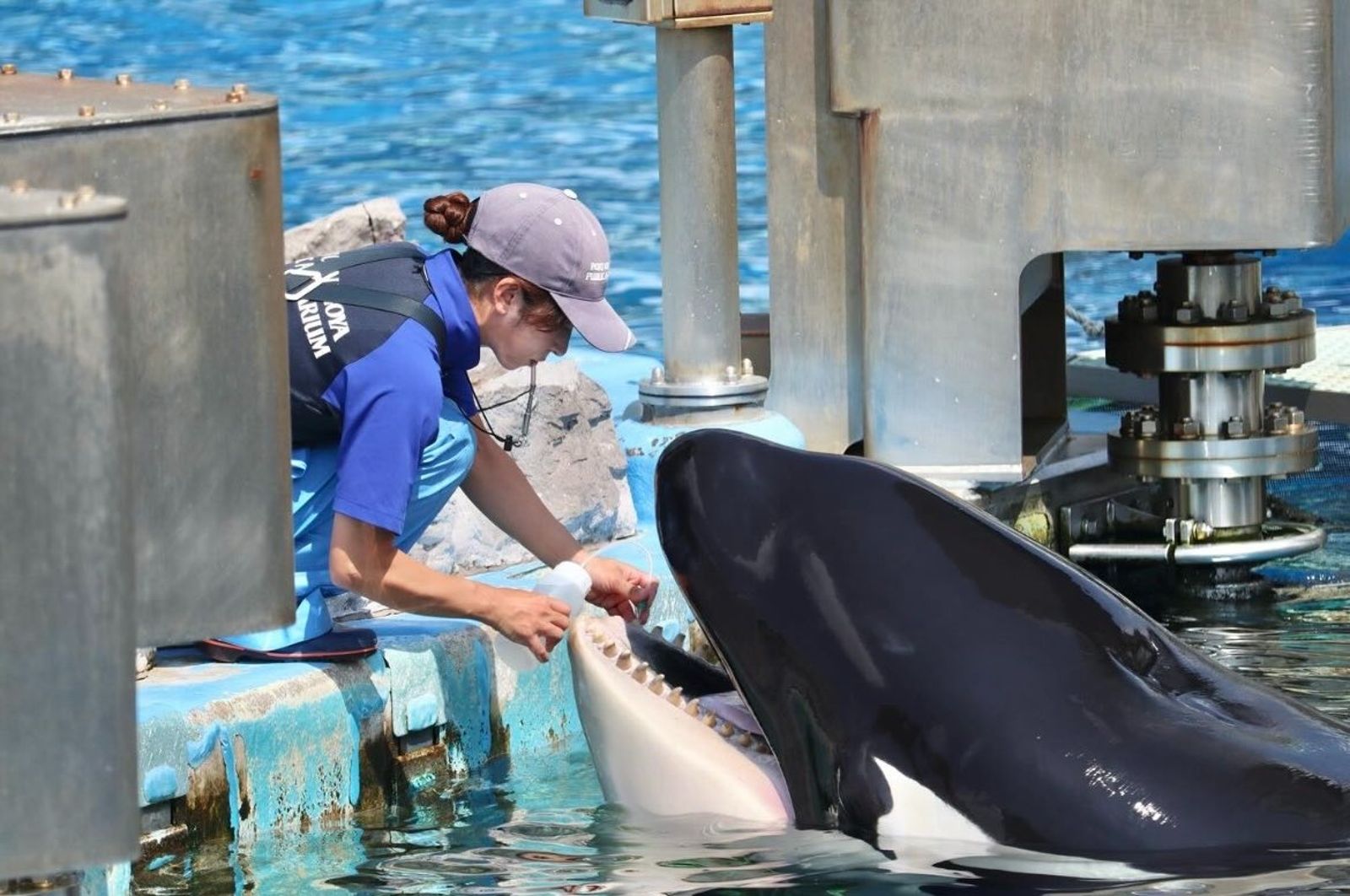 日本唯一雄性虎鯨病逝名古屋水族館不捨告別寶貝明星- 鏡週刊Mirror Media