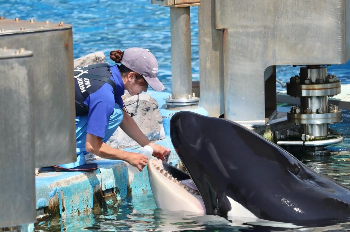 「Earth」2日夜間急劇惡化，於3日凌晨0時30分前不幸死亡。（翻攝自@kona_sea_1113 X）