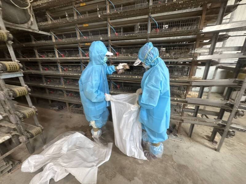 動防所防疫人員於今日完成該鵪鶉場撲殺清場及消毒工作，共撲殺6萬9,177隻鵪鶉。（動物防疫所提供）