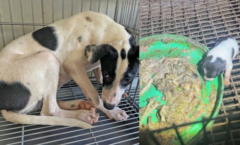 屠宰場內多為幼犬，尚未睜眼的小奶狗甚至只能靠吃廚餘維生。其他狗兒們因長期精神虐待而膽小易受驚，員工也對狗狗十分粗暴，抓起狗後腿的舉動宛如抓雞。（翻攝畫面）