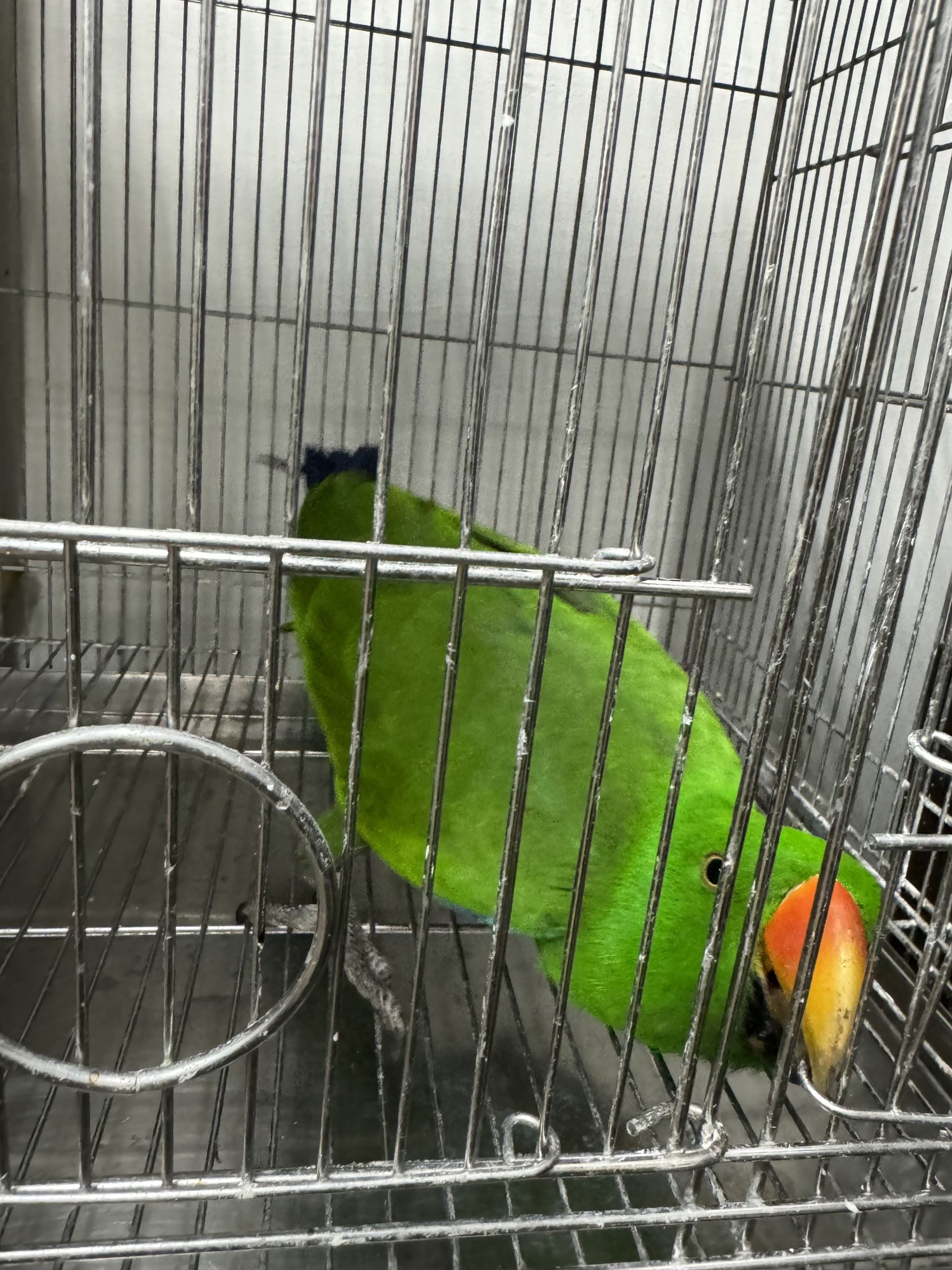 鸚鵡高智商會自己開鎖，動保處提醒飼主多加注意。（新北市動保處提供）