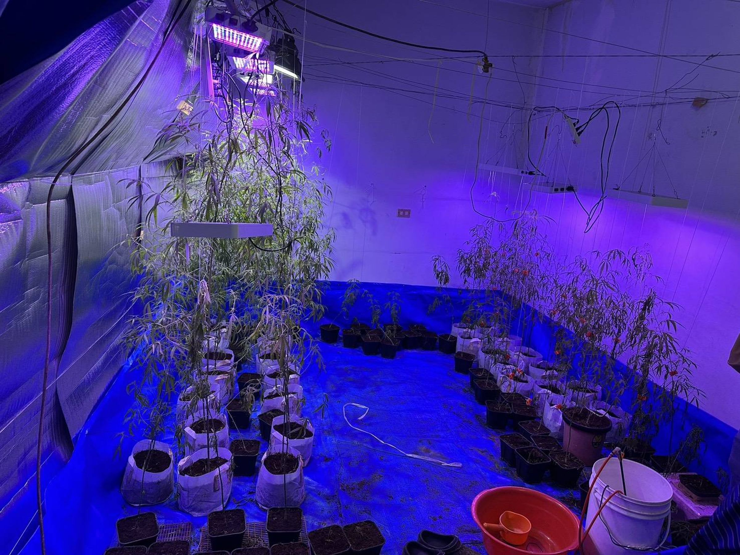 楊嫌想種大麻抵債被逮獲 。（中打提供）