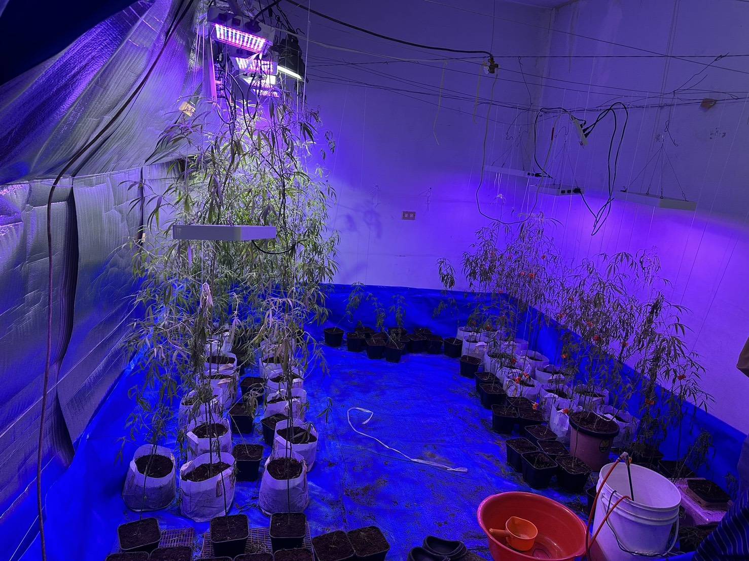 楊嫌想種大麻抵債被逮獲 。（中打提供）