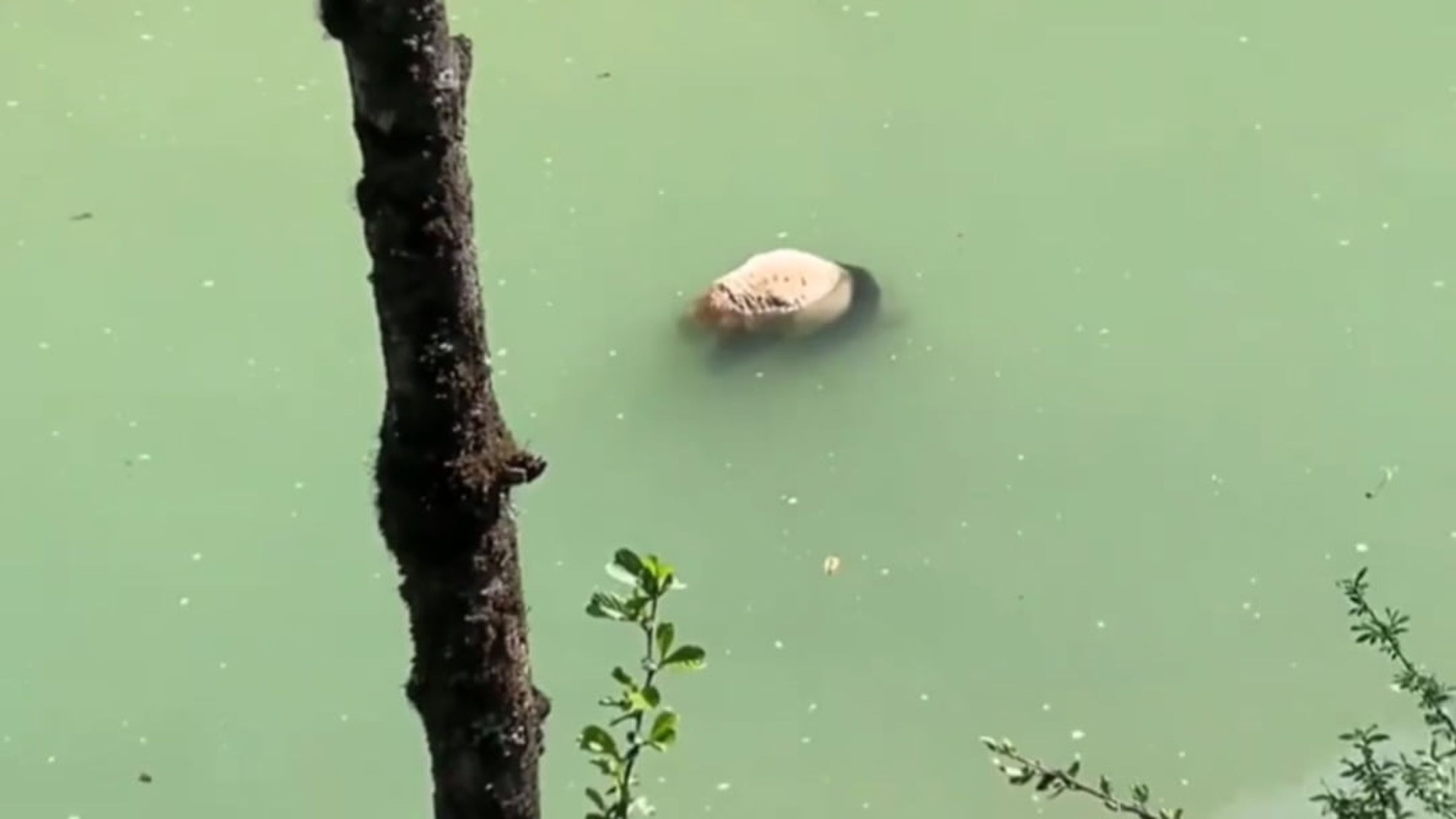 民眾11日於中國四川省一處河面,目擊一隻大熊貓溺斃。(翻攝自微博)