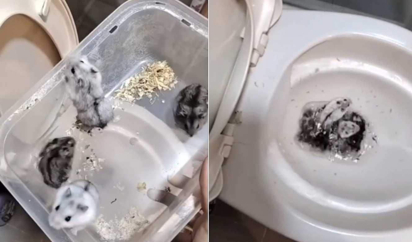 倉鼠被女子丟入馬桶內無法逃脫，最後殘忍被沖掉。（翻攝Threads）
