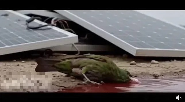 網路更瘋傳有一隻綠色小鳥喝了「紅水」後當場暴斃的畫面。（翻攝畫面）