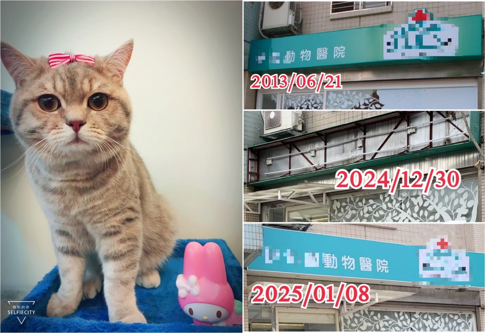 A先生愛貓在動物醫院搶救後死亡，揪出該院違法處向動保處檢舉。（讀者提供）