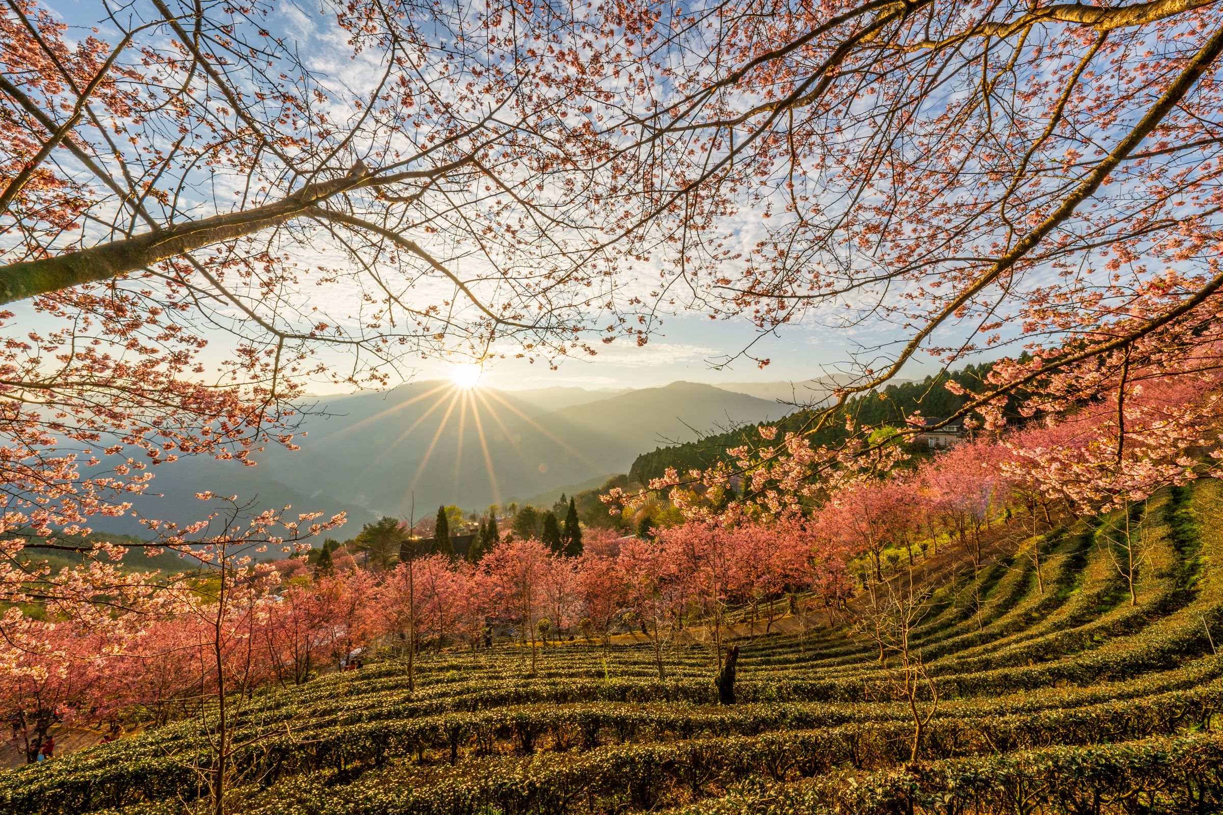 鵝公髻山的知名景點之一山上人家,也是知名的賞櫻景點。(圖/陳飛)