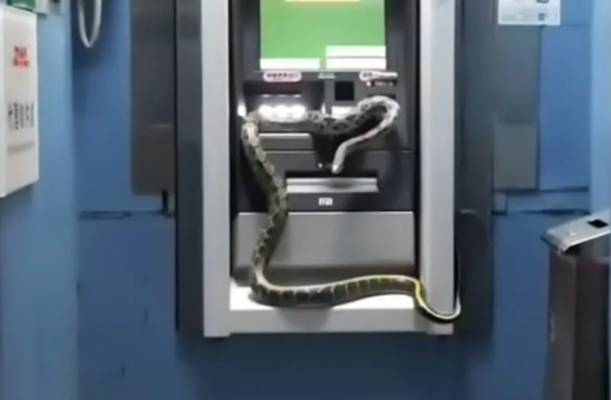 新竹縣新埔中正郵局在2022年出現錦蛇爬上ATM,適逢蛇年又再度掀起網友討論。(翻攝自網路)
