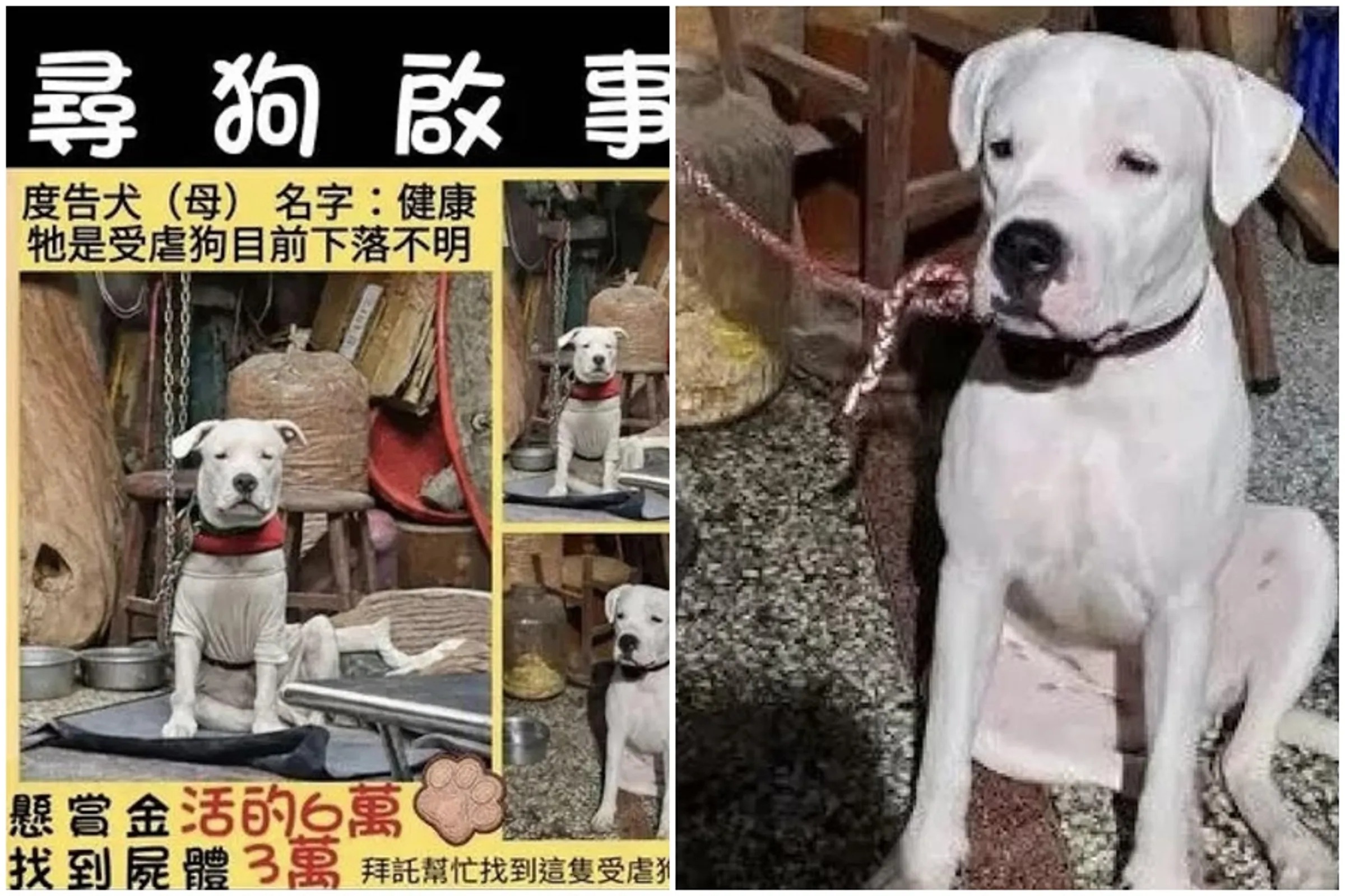 杜告母犬健康日前遭爆被飼主虐待後失蹤，愛狗人士發出尋狗啟事，並祭出報酬盼大家幫忙尋找。（翻攝自Threads）