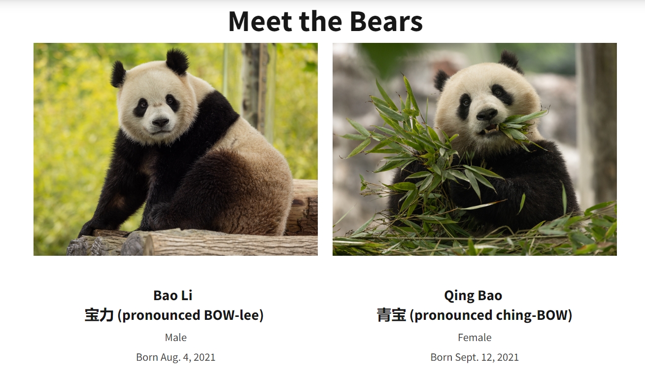 中國將在今年底前將2隻2歲的大貓熊「寶力」和「青寶」送回華盛頓特區的史密森尼國家動物園，再次重啟一度中斷的貓熊外交。（翻攝自華府國家動物園官網）
