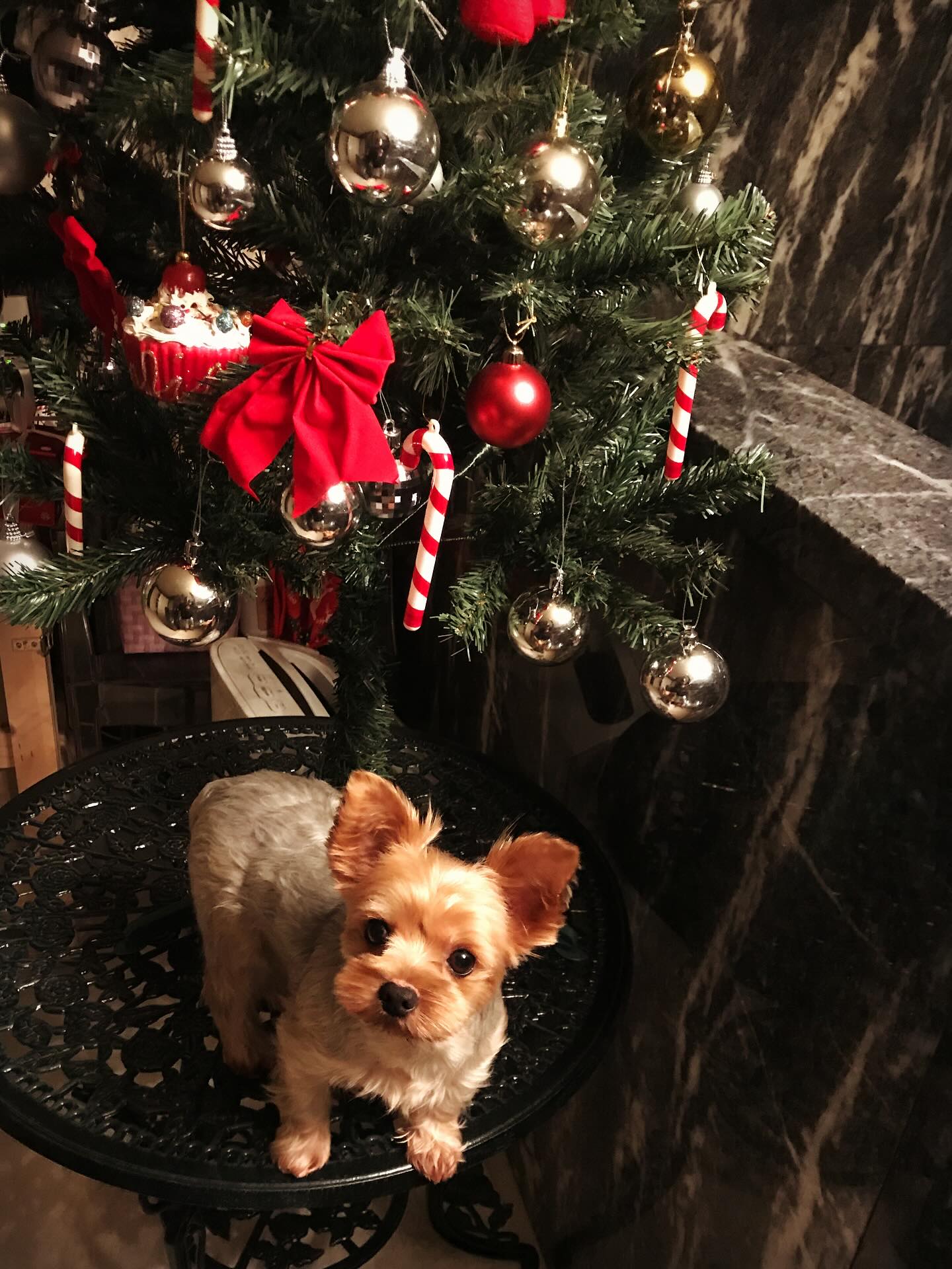 近日濱崎步愛犬Oreo去世,她發文悼念,家裡變得十分寂寞,時常會下意識呼喚牠的名字。(翻攝濱崎步IG)