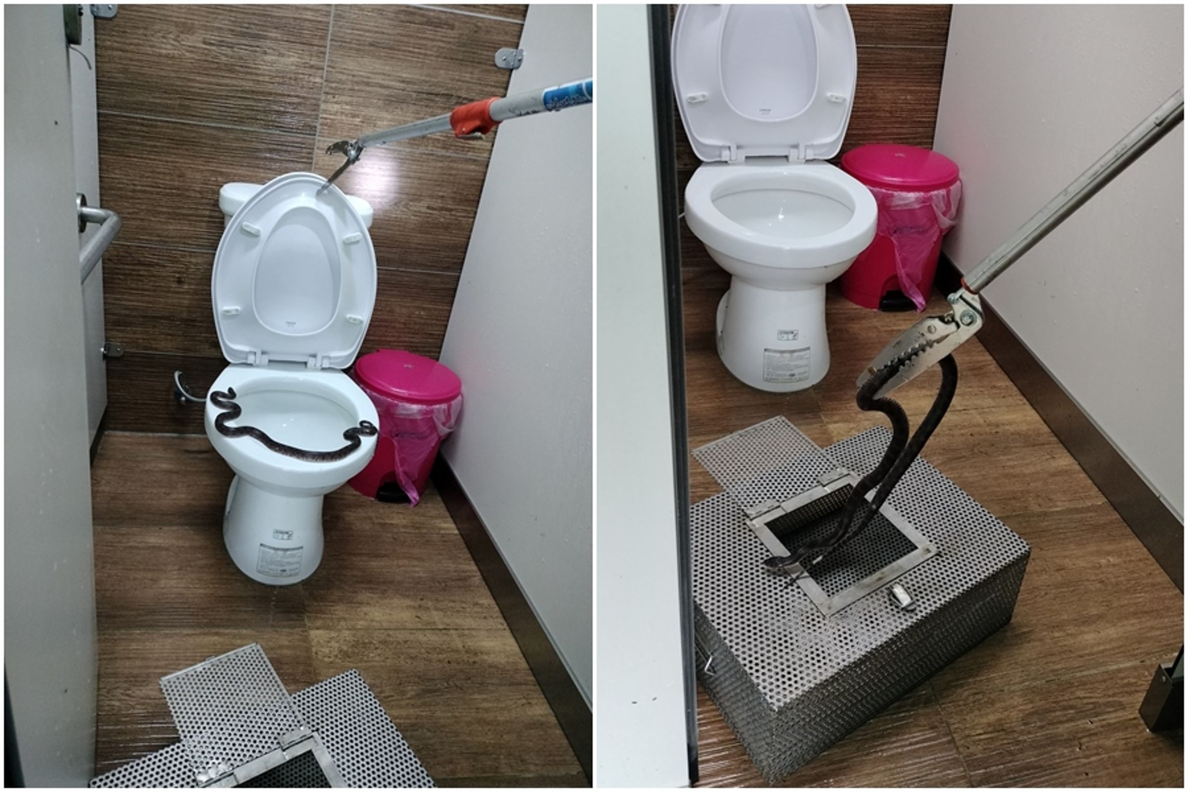 打開馬桶蓋赫然發現紅班蛇盤踞;動保員立即使用蛇夾移除紅斑蛇。(新北動保處提供)