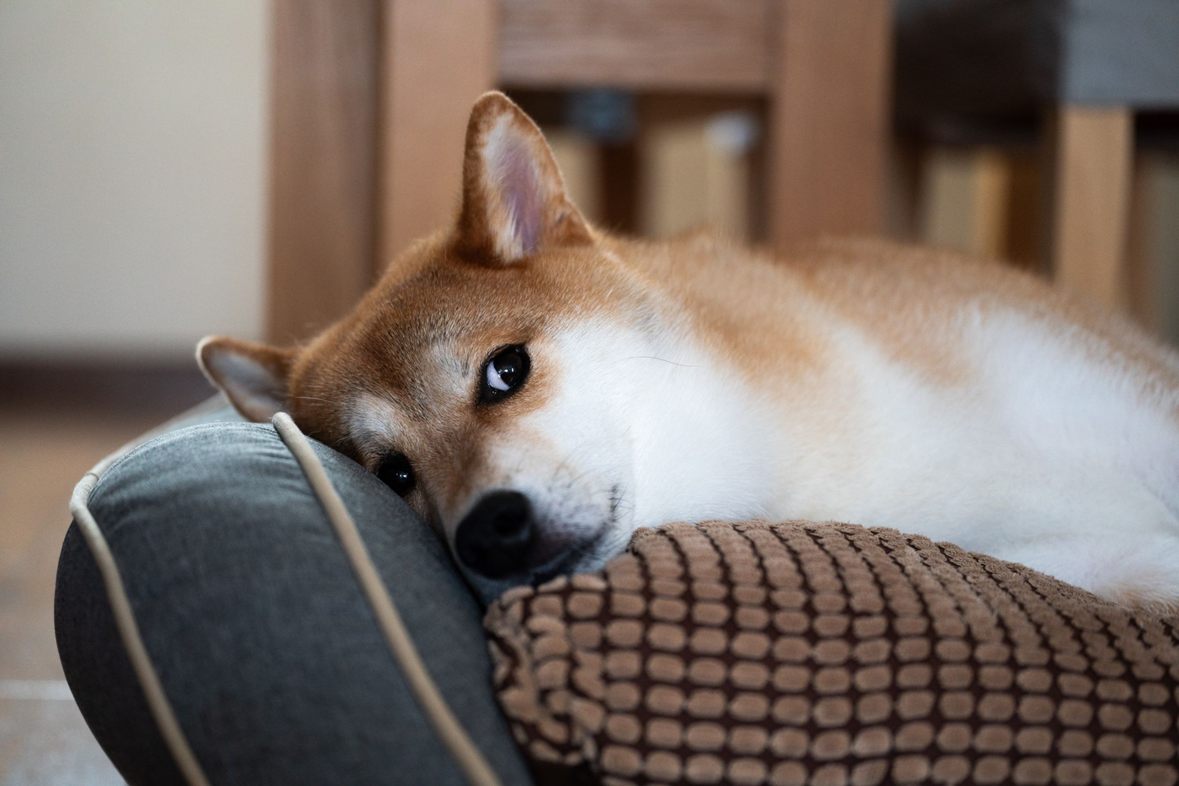 一名網友在PTT詢問「新手是否適合養柴犬」，結果釣出一票網友說柴柴的壞話。示意圖，（photo-ac）
