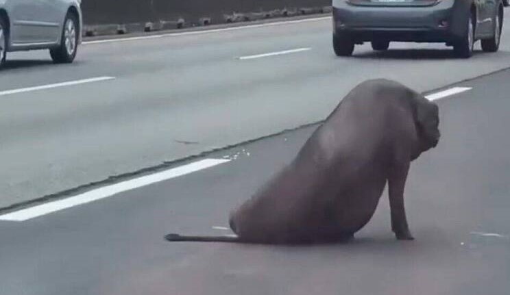 國道1號北向南屯路段14日上午出現一頭掉落的黑豬，因腳受傷而卡在車道動彈不得。（取自記者爆料網）