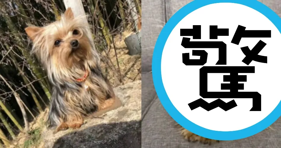 漂亮約克夏託爸媽照顧！短短7天竟變炸毛「海膽狗」　爆笑崩壞過程全曝光