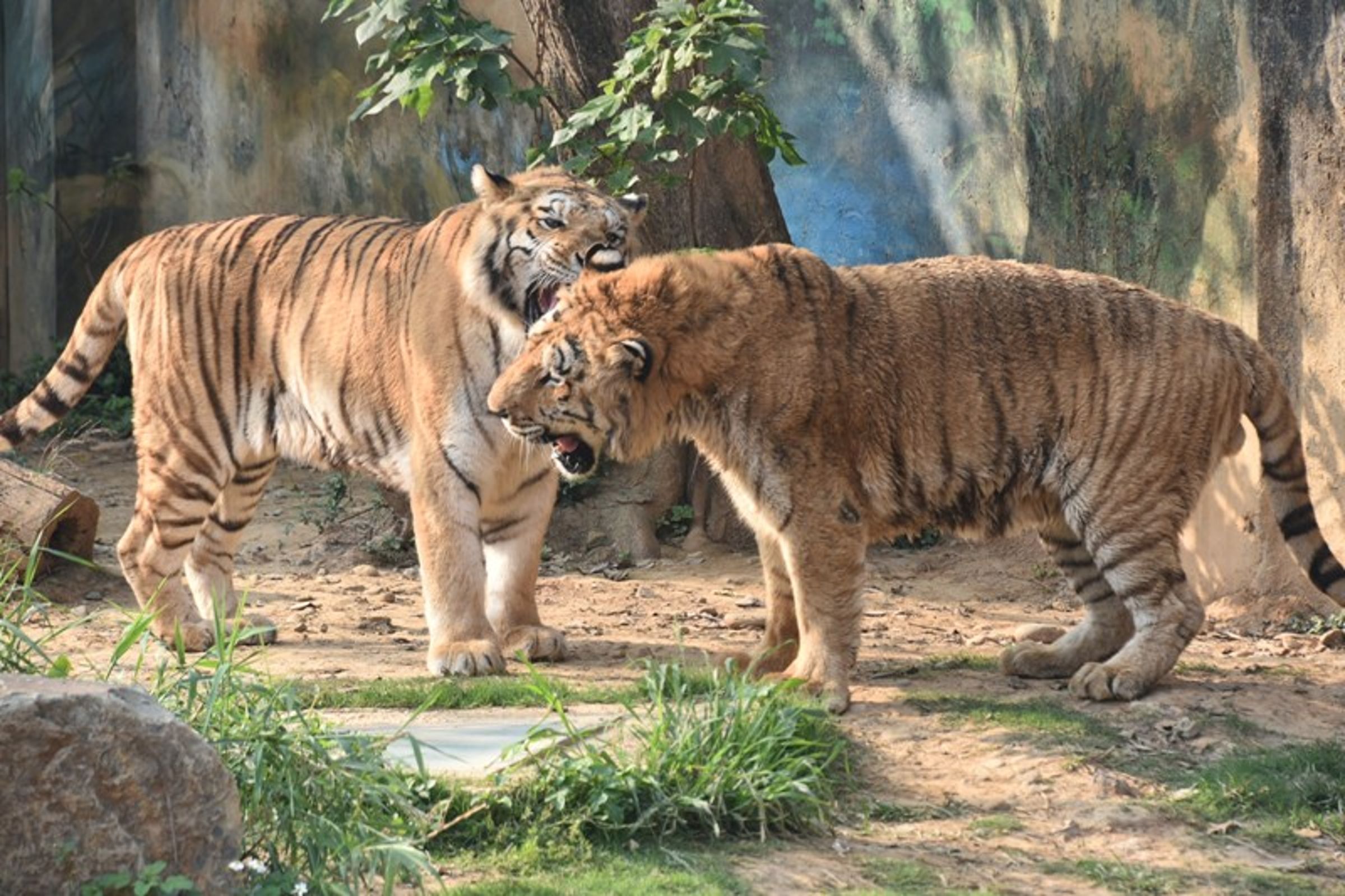 孟加拉虎兄弟自民國94年一起從六福村來到新竹市立動物園，哥哥六福（左）、弟弟來福（右）。（新竹市立動物園提供）