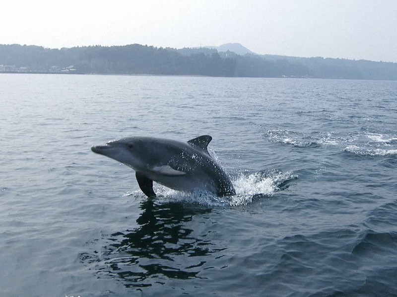 日本驚爆「海豚恐攻人類」，專家研判牠性欲高漲硬上！今夏至少18泳客被「性侵」。（翻自日本雅虎）