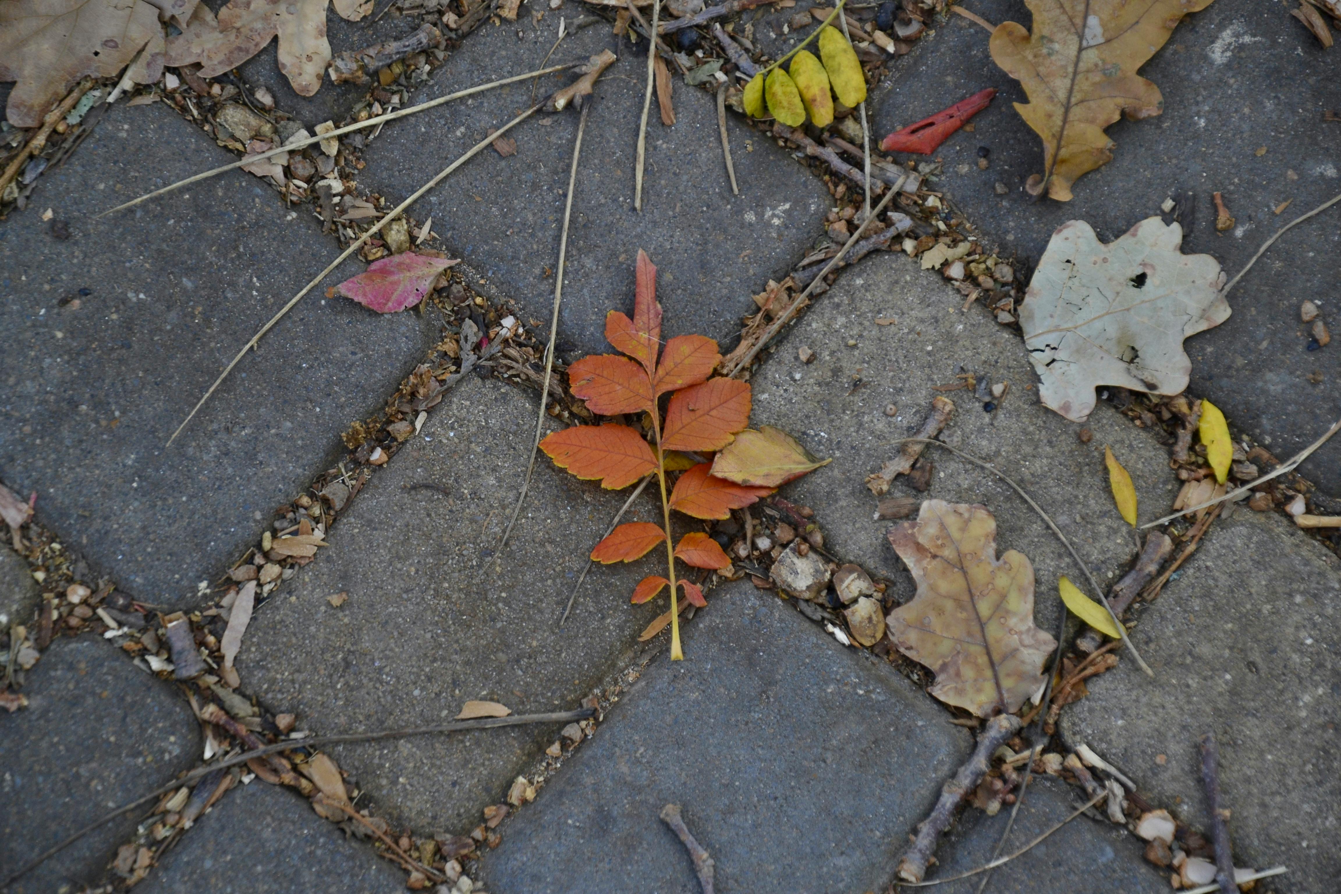 一名老師在人行道散步時，因絆到被樹根頂起的水泥而摔倒，市政府同意賠償750萬美元。（示意圖／翻攝自pexels）