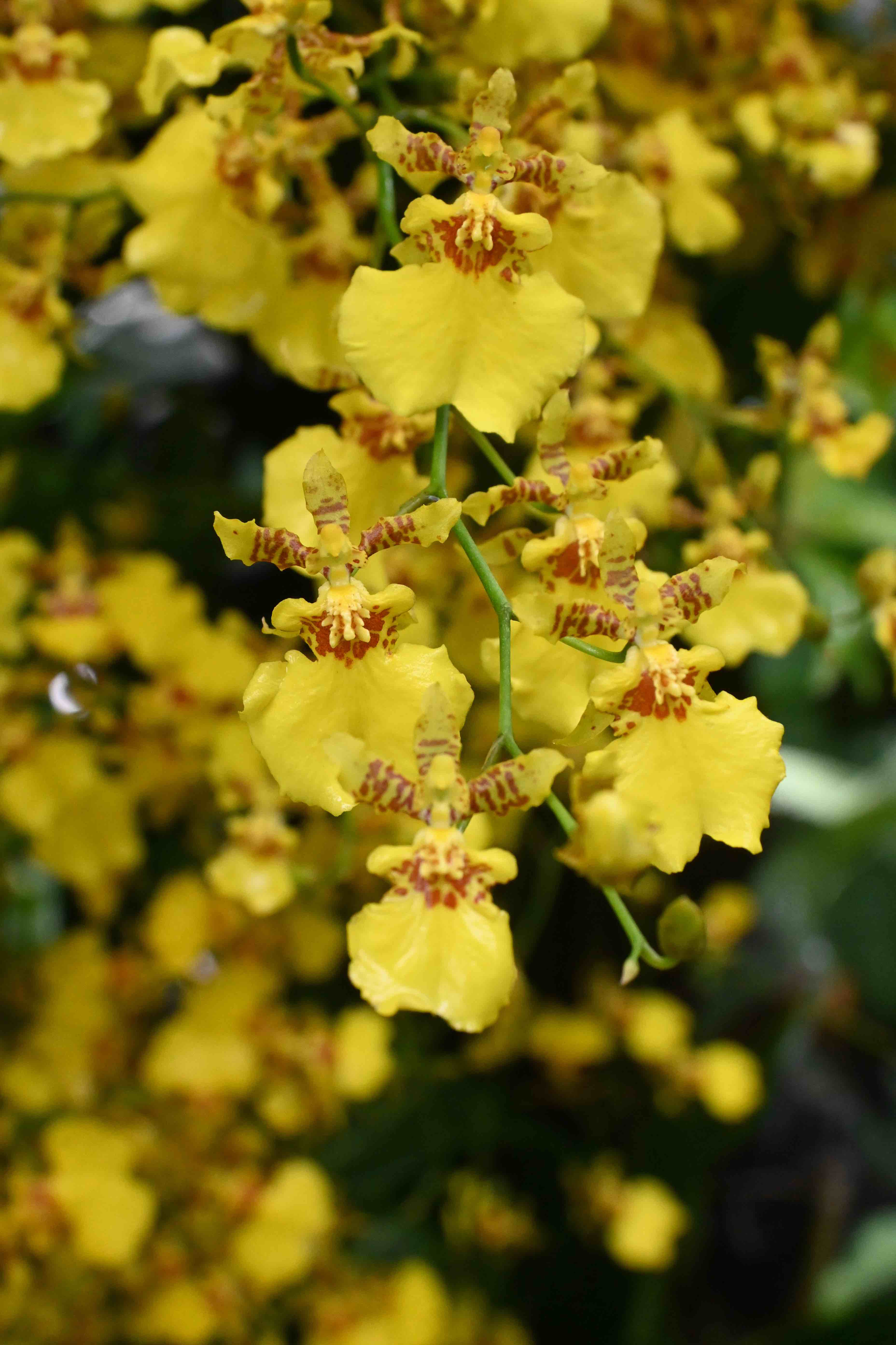 「黃金瀑布」(Oncidesa Goldiana ‘Golden Shower’)是新加坡植物園早期培育的蘭花雜交種,黃色花朵帶有褐色斑紋,因花朵形似翩翩起舞的女子,又有「跳舞女郎蘭」之稱。