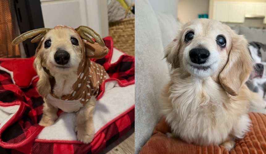 以微笑治癒無數網友的臘腸犬貝拉因病離世，粉絲湧入留言悼念。（翻攝自instagram/buddy_bella_birdie）