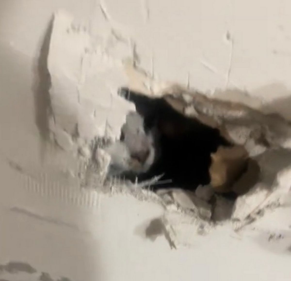 結依鑿洞,發現是她的貓被封死在牆內。(翻自《每日星報》)