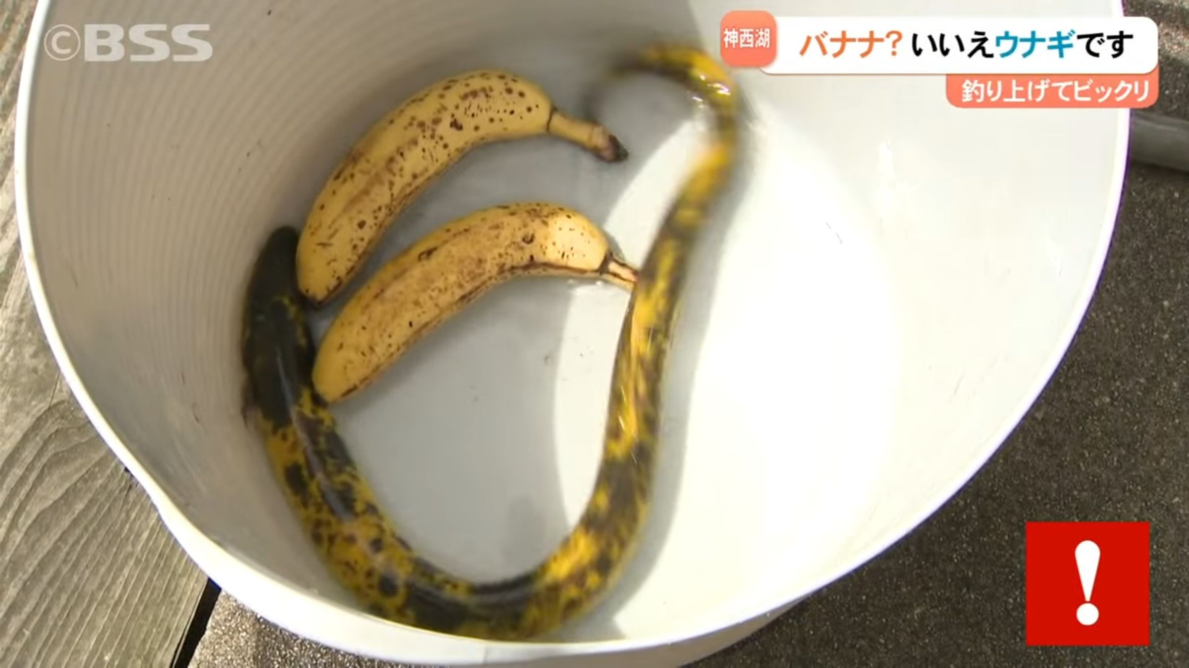 機率十萬分之一！他釣到80公分「香蕉鰻魚」。（翻攝山陰放送）