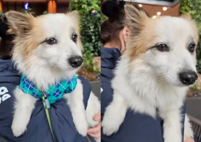 布丁的主人喪命於濟州航空空難，動保人士帶牠到靈堂時，眼神看起來相當憂鬱。（翻攝自臉書동물권단체 케어 / CARE ）