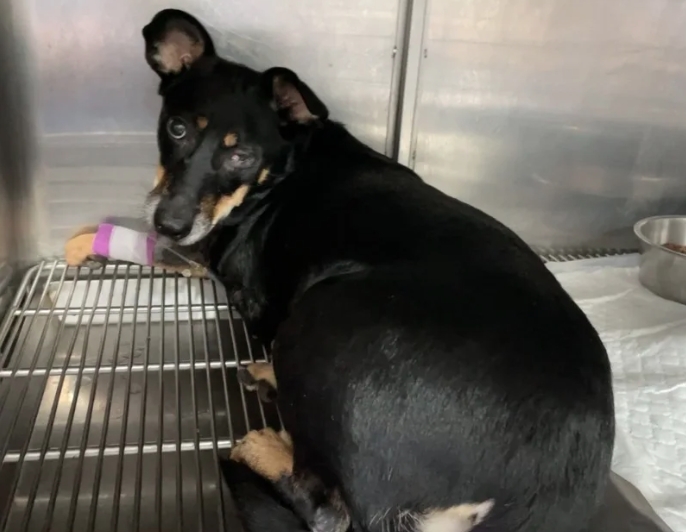 米克斯「邱杯」感染鉤端螺旋體，經過動物醫院的治療後，現已恢復健康。（新北市動保處提供）