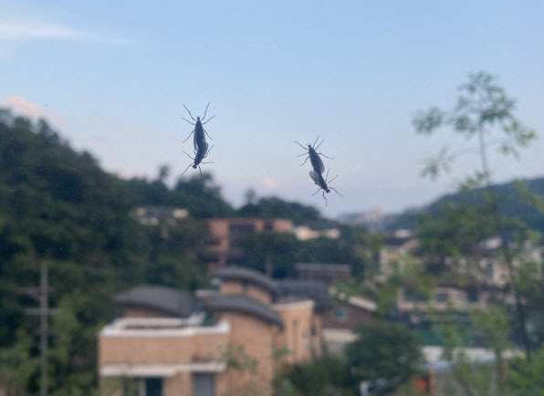 愛情蟲趨光，經常停在紗窗上交配。（翻攝韓聯社）
