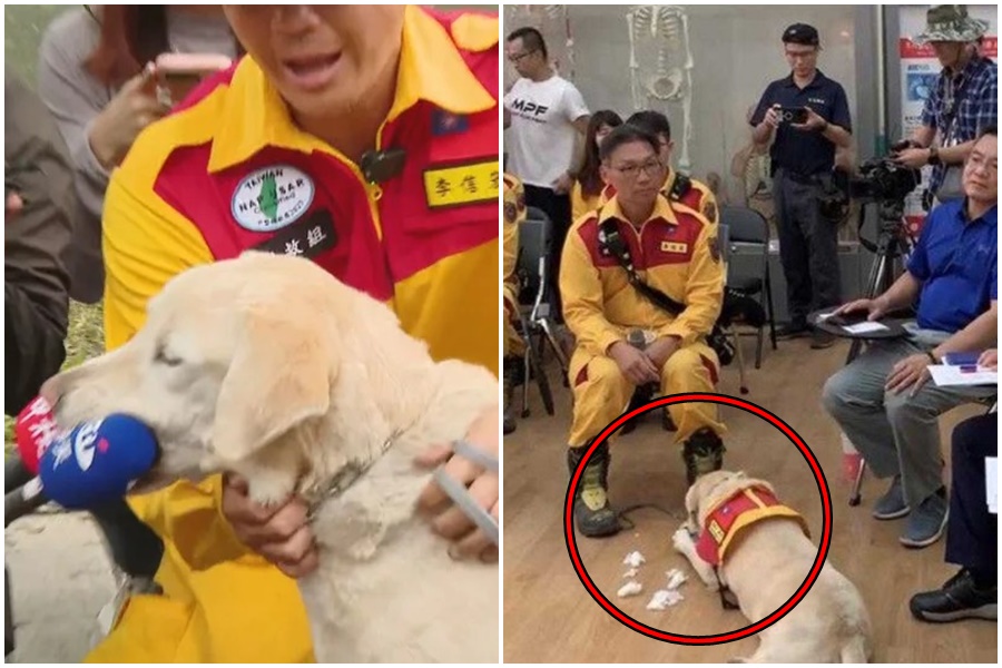 因咬麥克風爆紅的搜救犬Roger，這次收到陳其邁的娃娃，相當愛不釋口。（翻攝畫面）