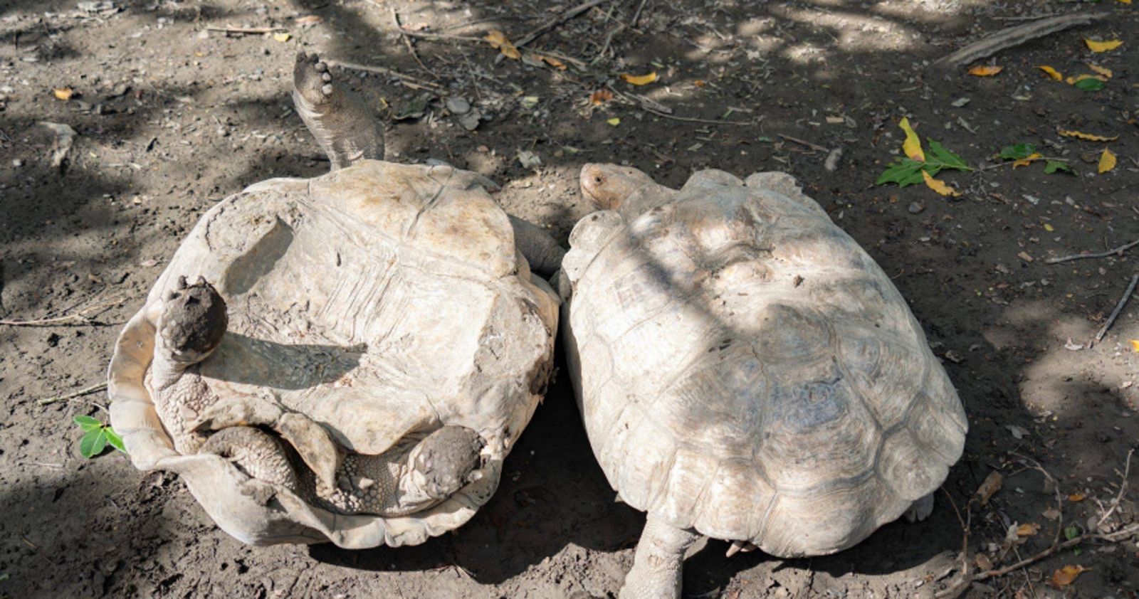 「象龜打架打到翻肚」北市動物園蘇卡達爆紅!遊客狂笑 保育員勸架還被追