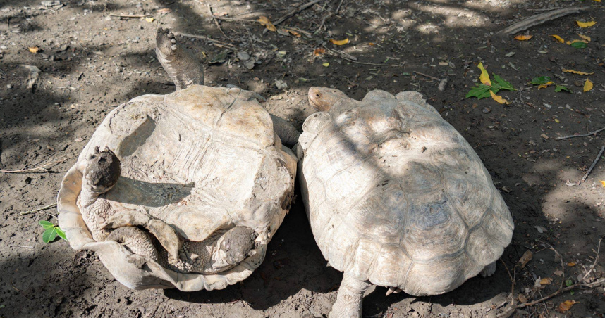 象龜打架翻車多屬自然行為。(北市動物園提供)