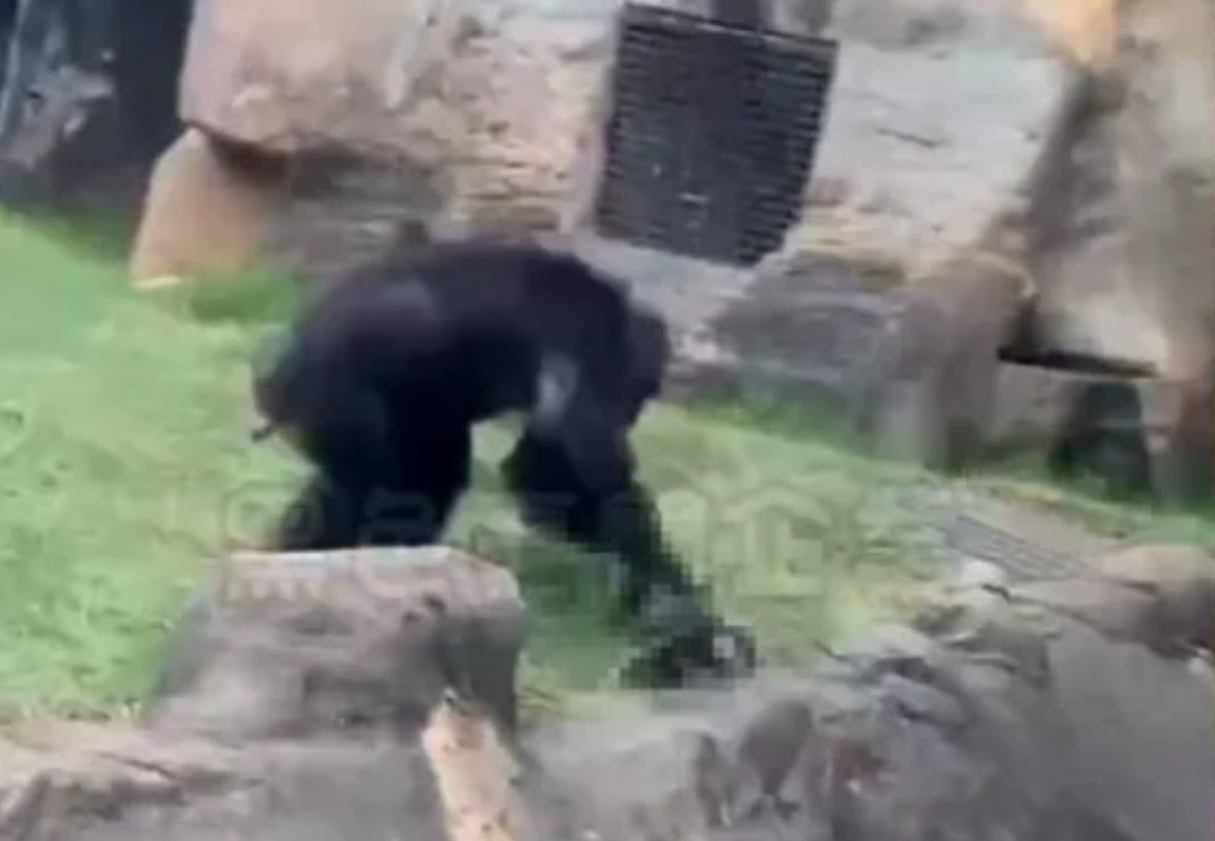 台北市立木柵動物園先前發生野生白鼻心闖入黑猩猩活動範圍，白鼻心遭到活活摔死。（翻攝自黑色豪門企業）