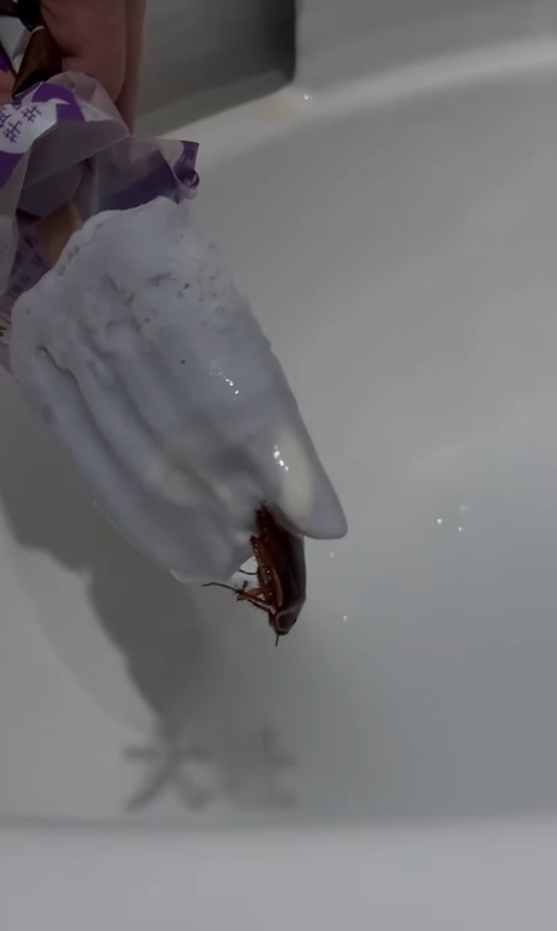 有消費者享用芋頭冰棒時，竟咬到一整支完整的蟑螂。（翻攝自爆料公社）