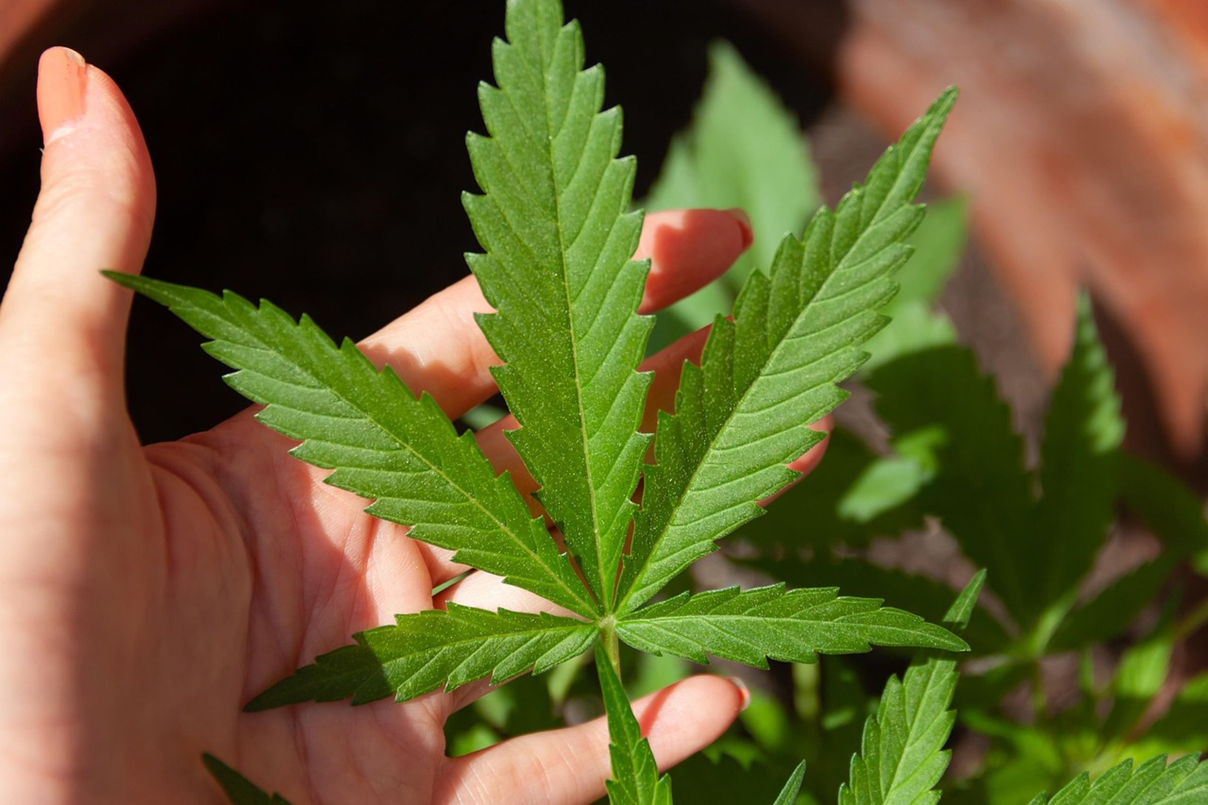隨著泰國官方強勢介入，大麻產業正從「娛樂零售」大洗牌，回歸嚴格的醫療監管。（示意圖，Pixabay）