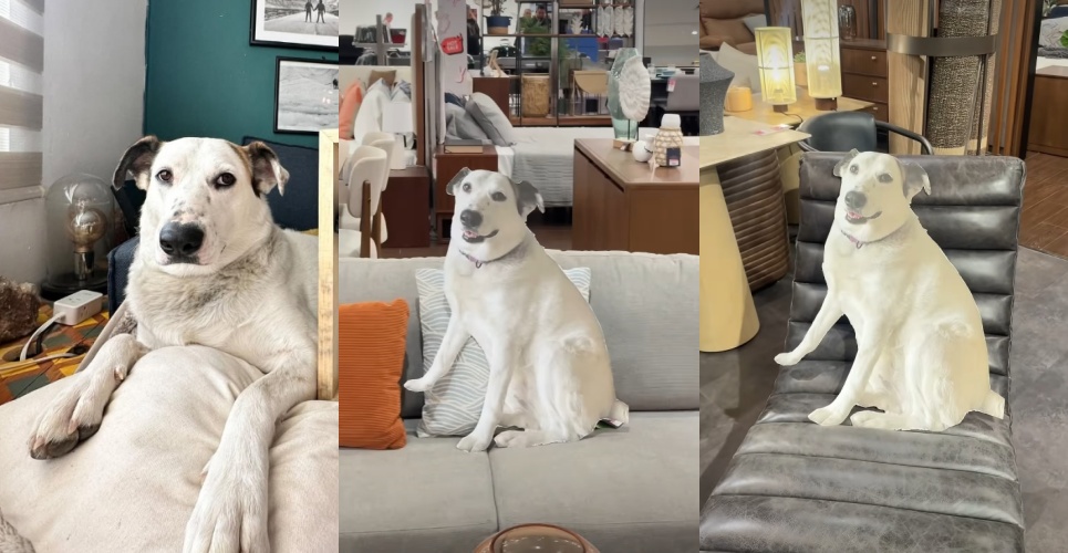 愛犬不能進家具店...毛爸媽做「1:1等狗紙板」幫試坐沙發 狗本尊開箱新沙發超滿意