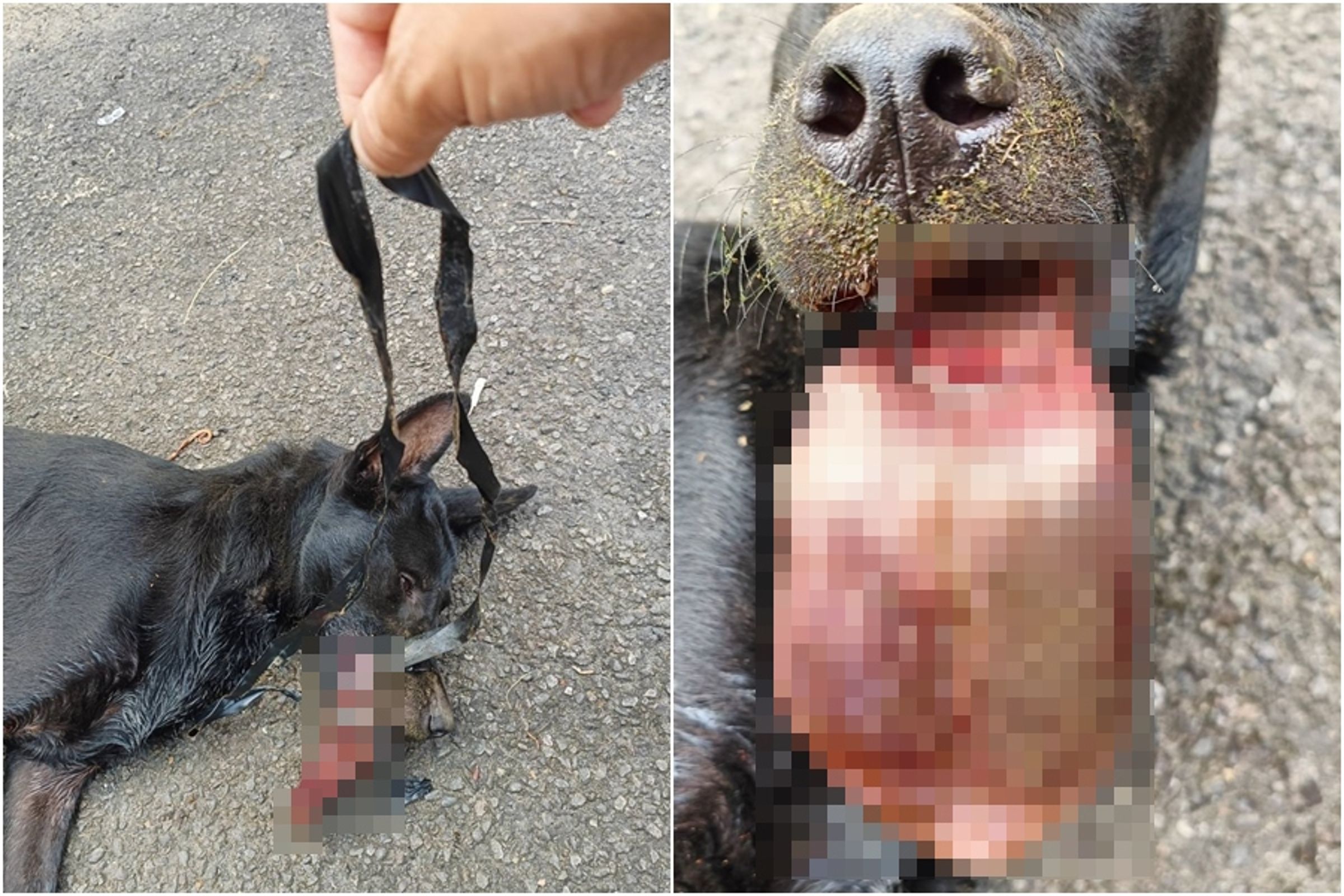 黑妞獲救第一時間拆除膠帶，舌頭腫脹如牛舌，十分恐怖。（新北動保處提供）