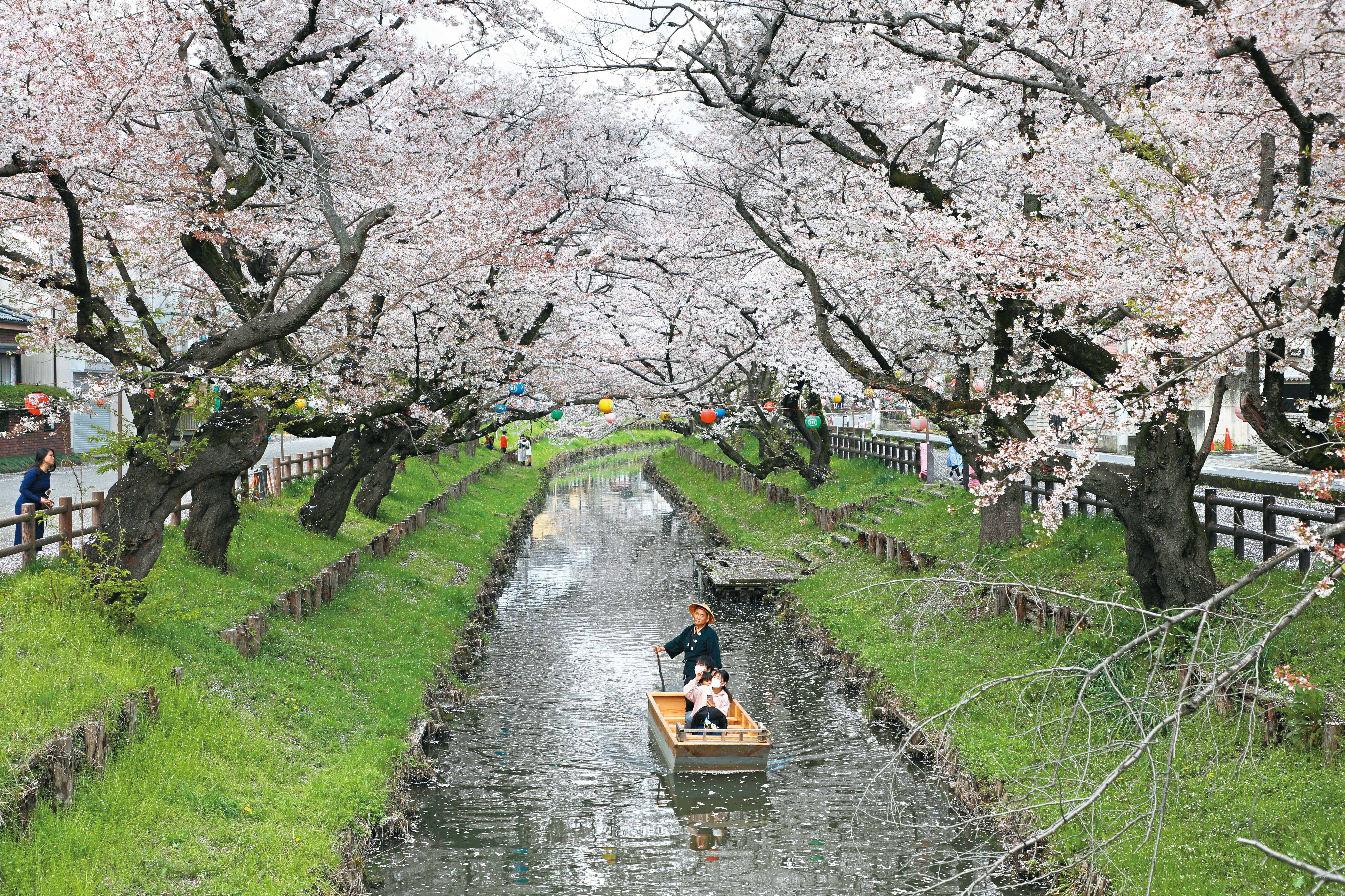 櫻花盛開季節造訪冰川神社，新河岸川兩旁的櫻花正值滿開，小舟緩緩駛入季節美景當中，如詩如畫。