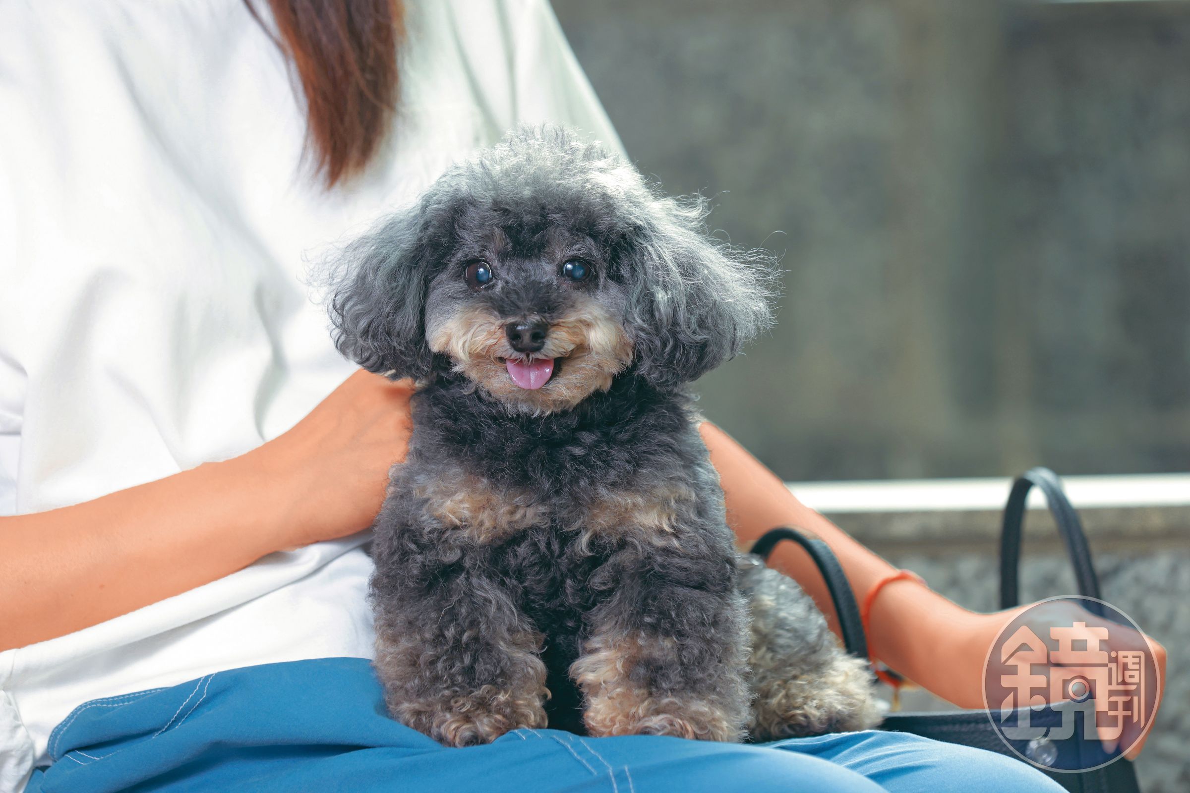 12歲的貴賓犬可可生性易緊張，討厭陌生人接近。