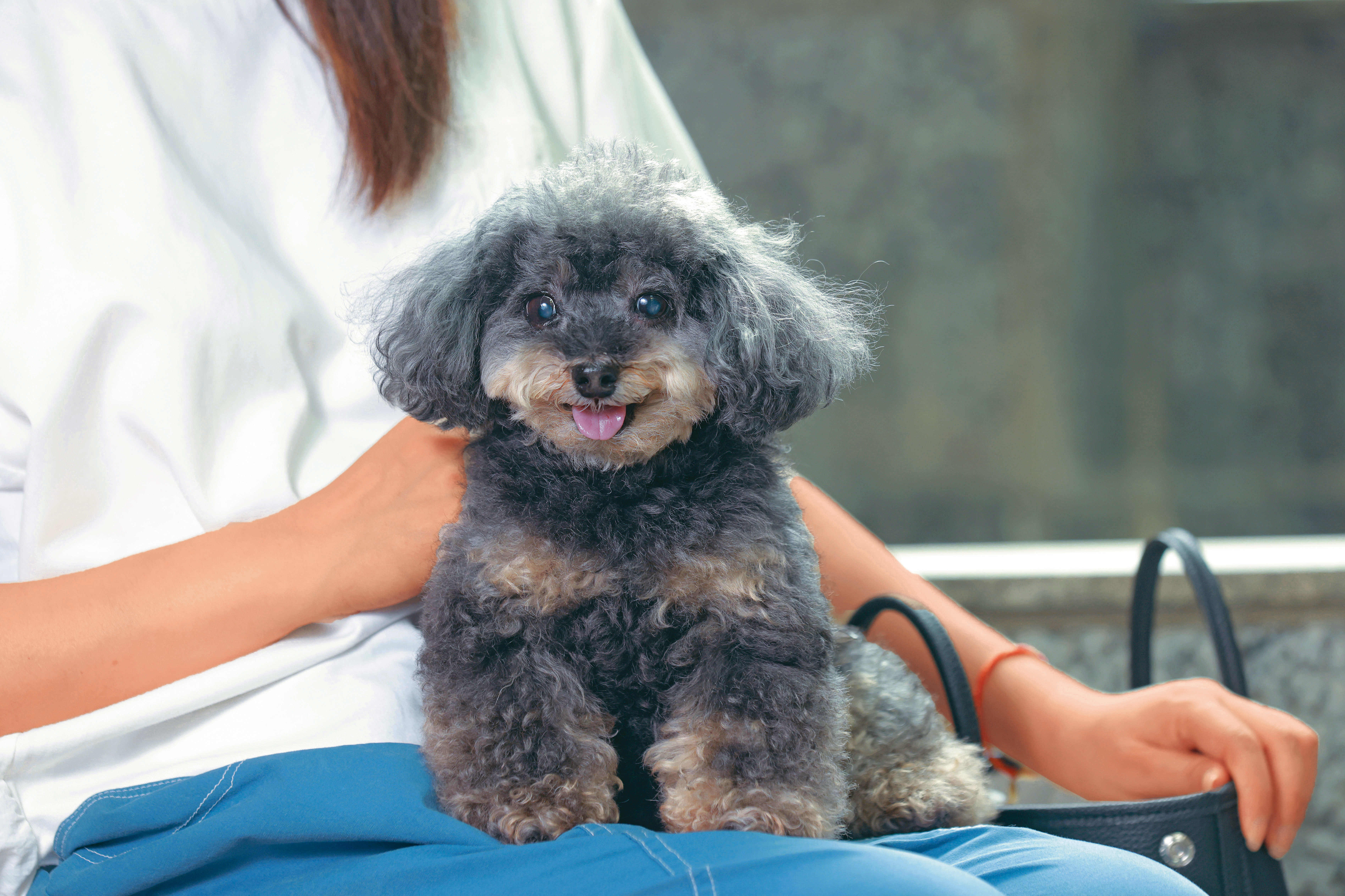 12歲的貴賓犬可可生性易緊張,討厭陌生人接近。