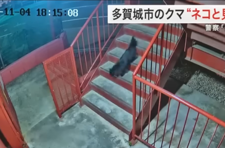 貓咪踏著輕盈的步伐，快速跑下樓梯。（翻攝自仙台放送ニュースチャンネルYouTube）