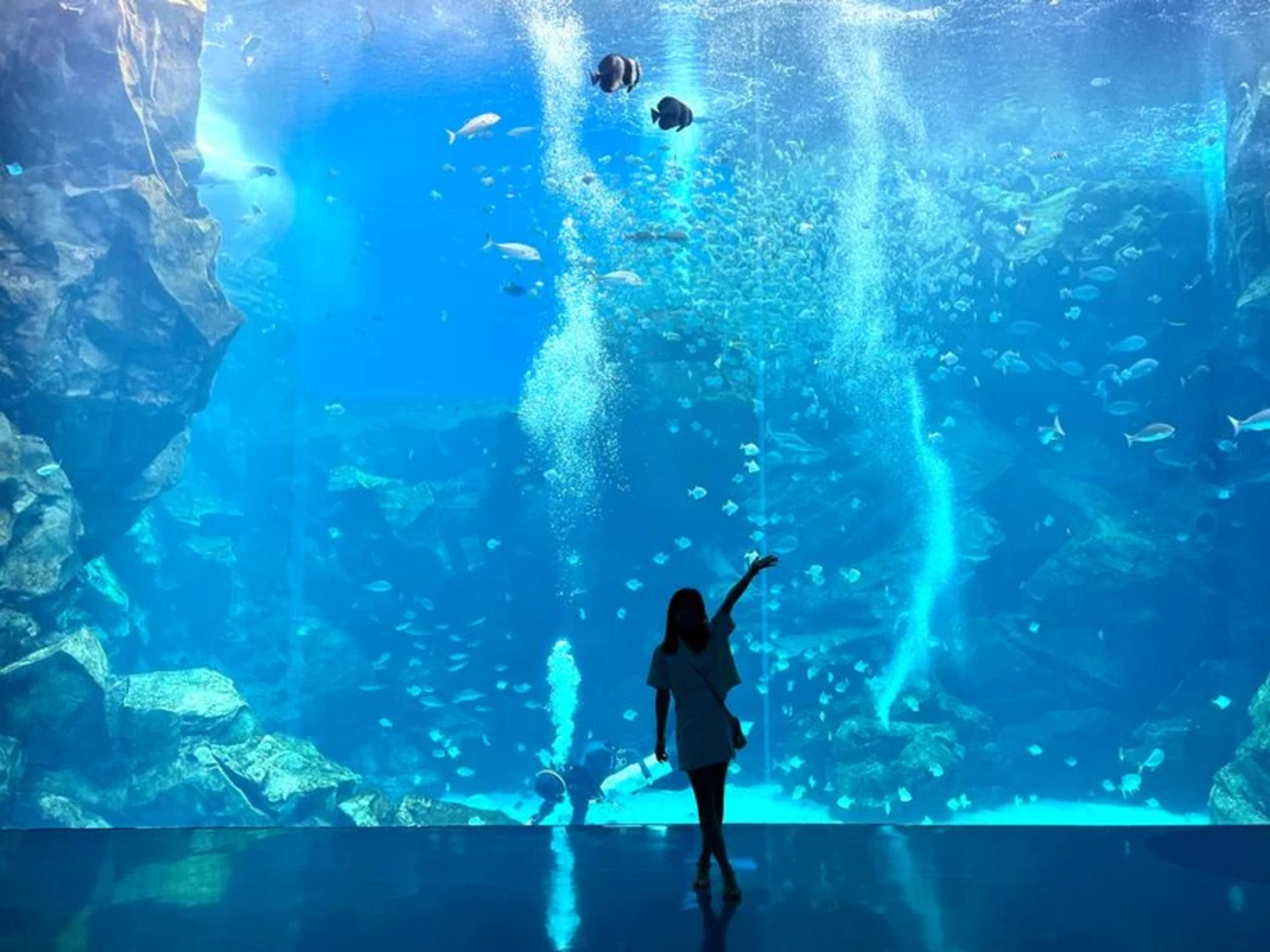 位於桃園的Xpark水族館,曾是小劉醫師現場實施急救的場景之一。(Klook提供)