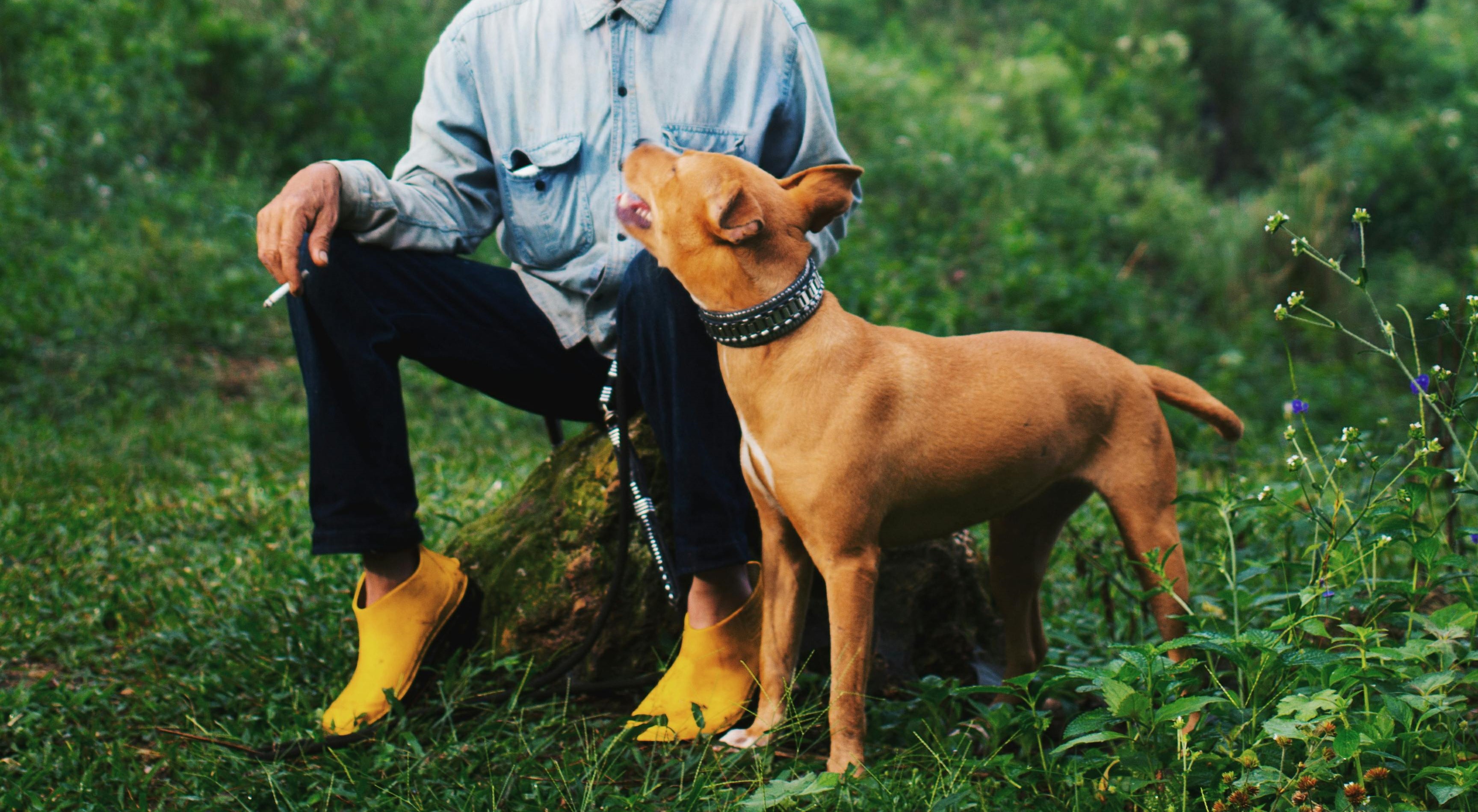 獸醫警告，長期暴露在二手菸、三手菸環境的寵物，罹癌風險大幅上升。（示意圖，非當事寵物及飼主／pexels）