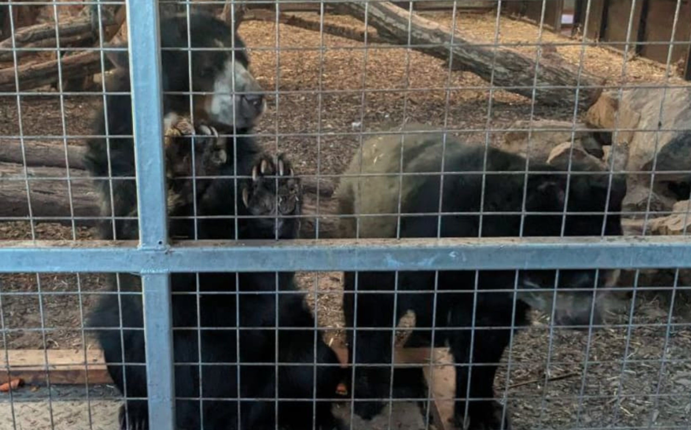 位於英國的南湖野生動物園問題頻傳，近日園方宣布將在今年底關閉。（翻攝自freedomforanimals官網）