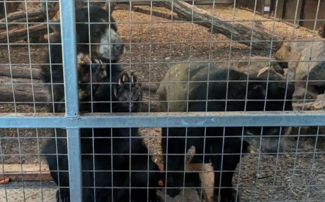 位於英國的南湖野生動物園問題頻傳，近日園方宣布將在今年底關閉。（翻攝自freedomforanimals官網）
