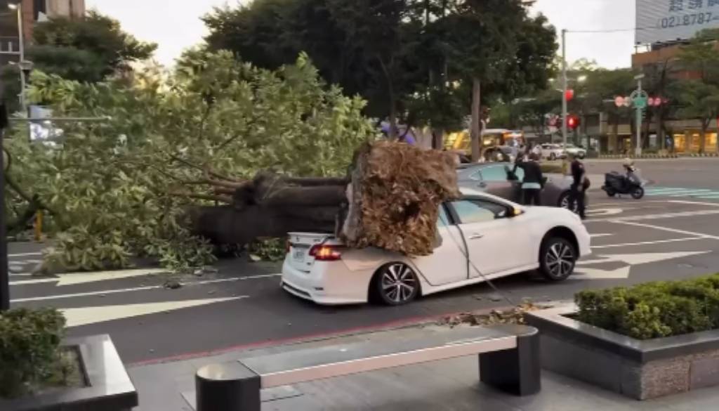 薔琵強風將台中路樹「連根拔起」砸毀轎車 4小時後恢復通行