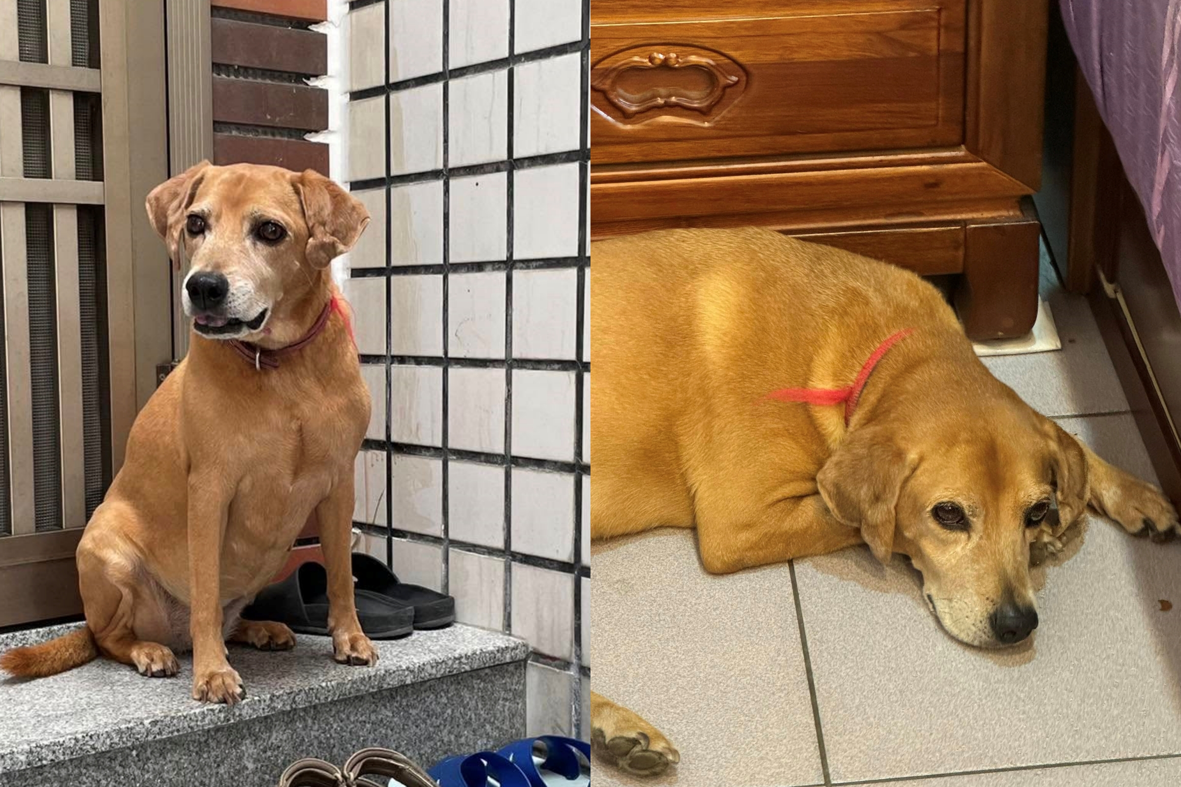 台南市永康區一隻土黃色的米克斯犬「阿妹」走失,飼主祭出20萬元懸賞。(翻攝臉書社團「永康大小事」)